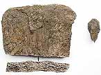 Plaque costale de tortue fossile jurassique Boulonnais